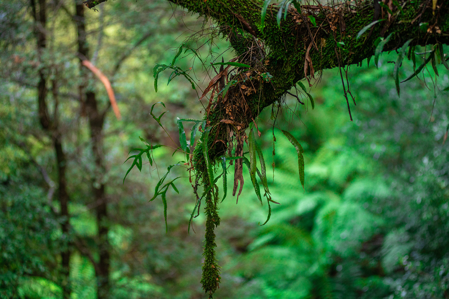 Rainforest Galley Warburton